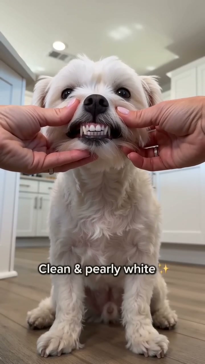 Daily Dog Dental Gel – Gentle Oral Care Without the Brush