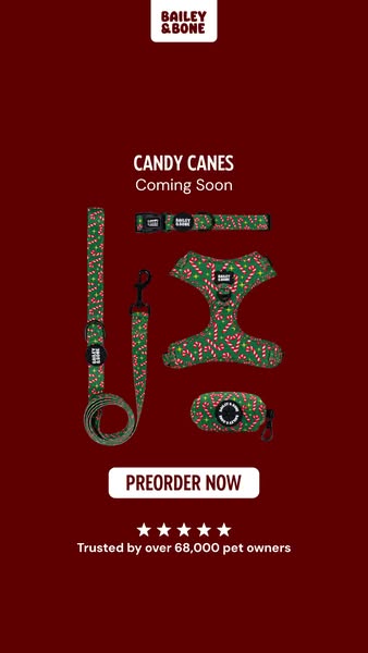 Pre-order: Candy Canes