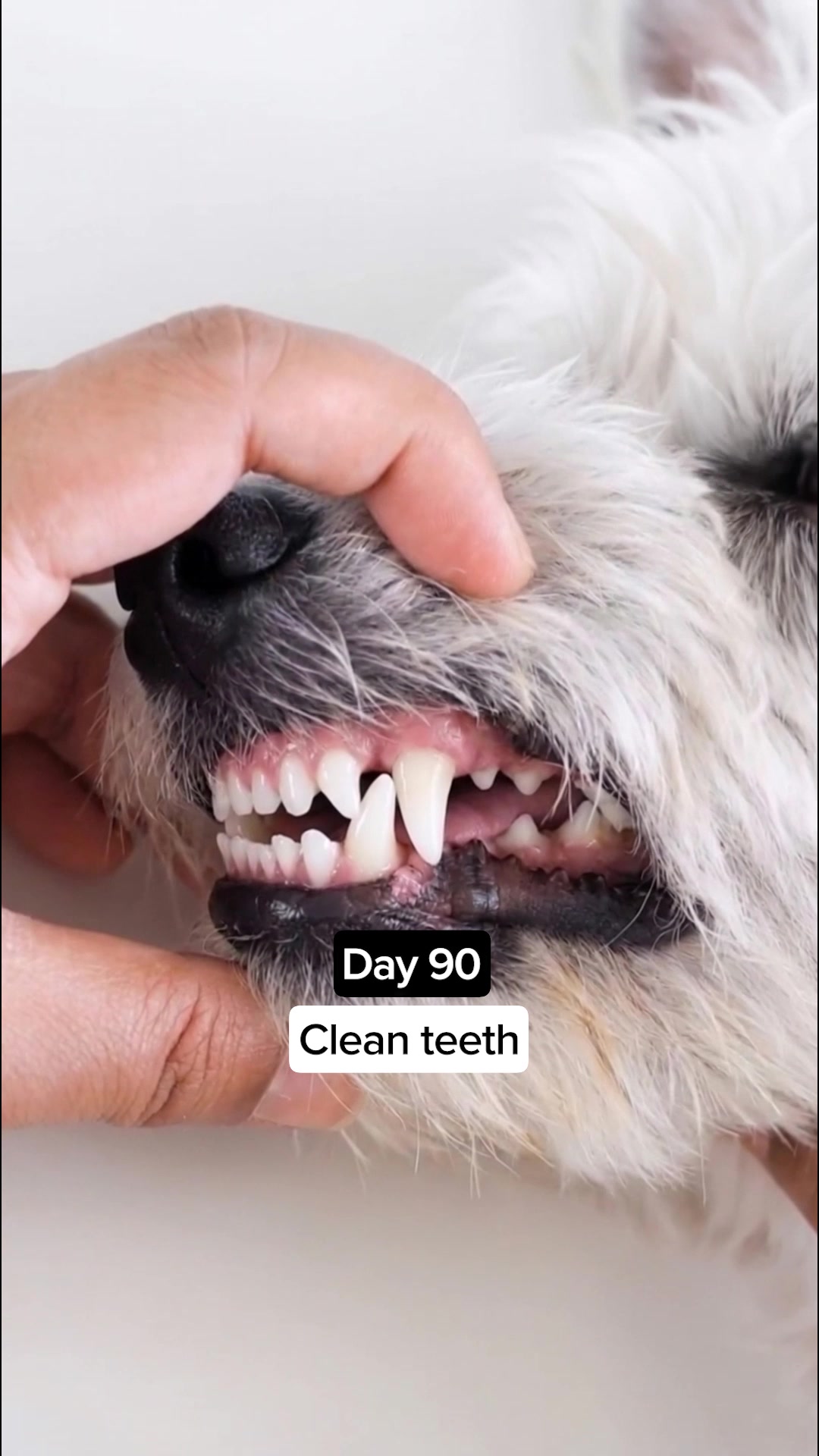 Vets Love It. Dogs Love It. Owners Trust It.