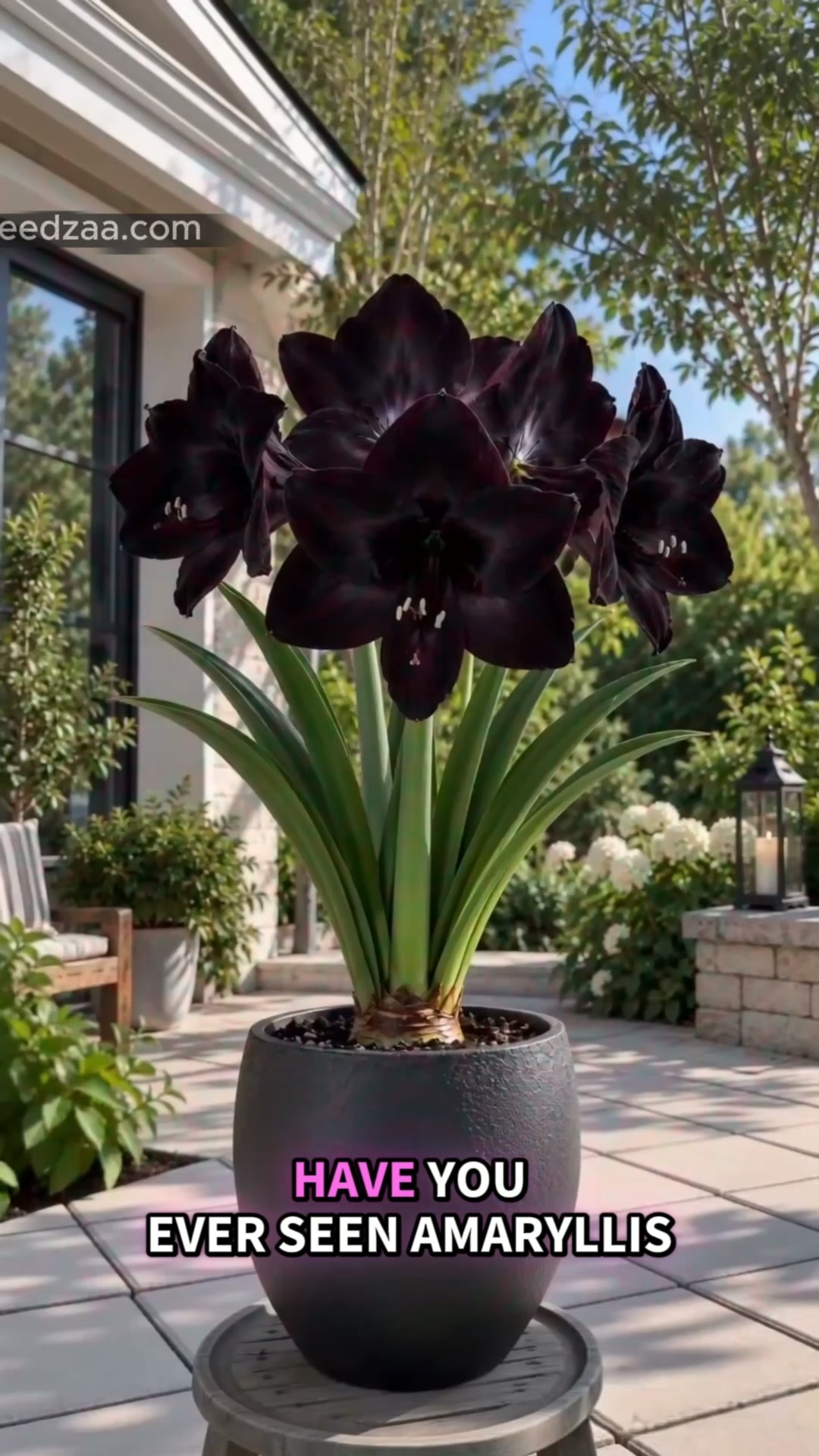 No.1 Giant Double Bloom King – Luxury Perfume Amaryllis Bulbs