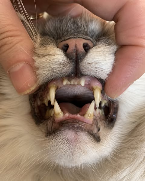 Ce n'est pas un caprice. Regardez ses dents.