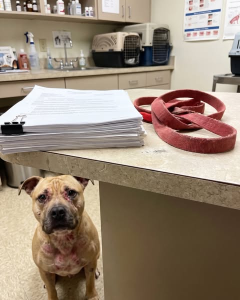 Read This Before Your Next Vet Bill