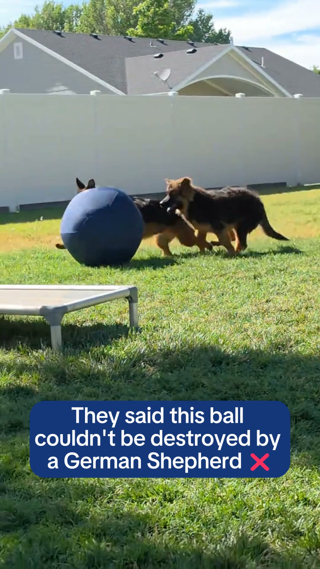 We gave it to a German Shepherd. It survived.