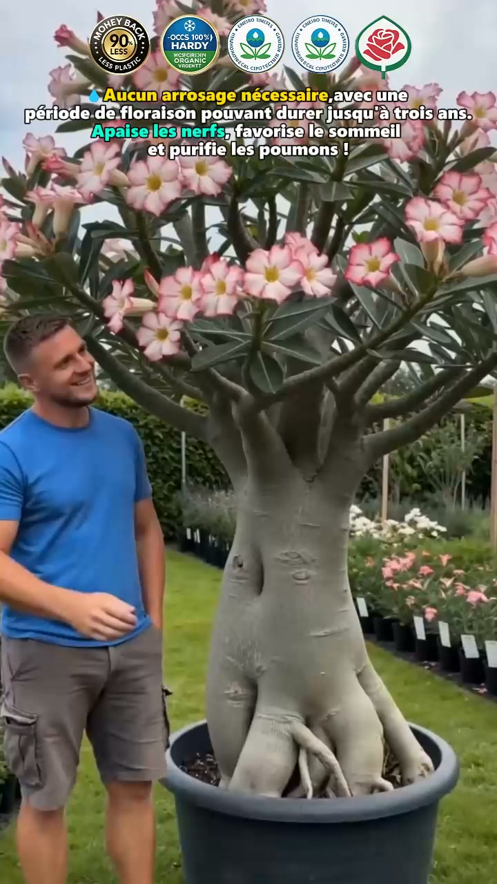 La plante qui ne meurt jamais – arrosez‑la et elle vit 100 ans !