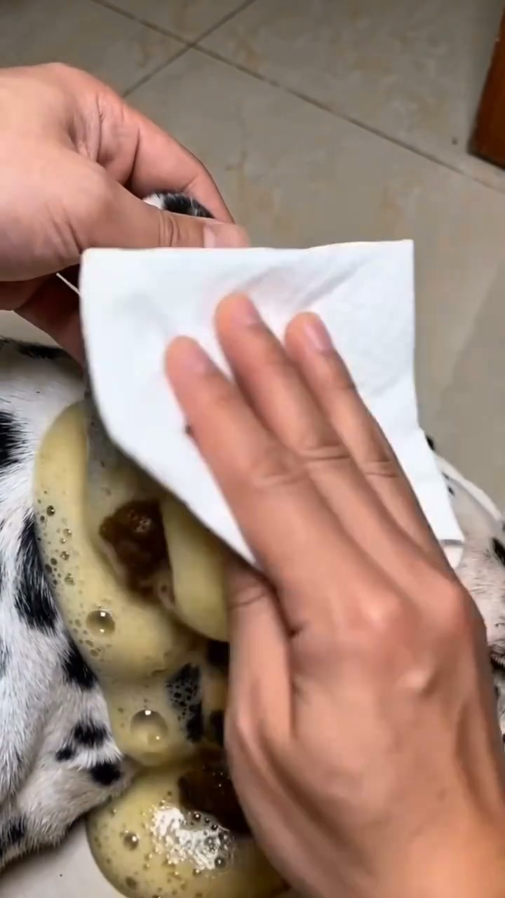 Smelly Pet Ears? Try This!