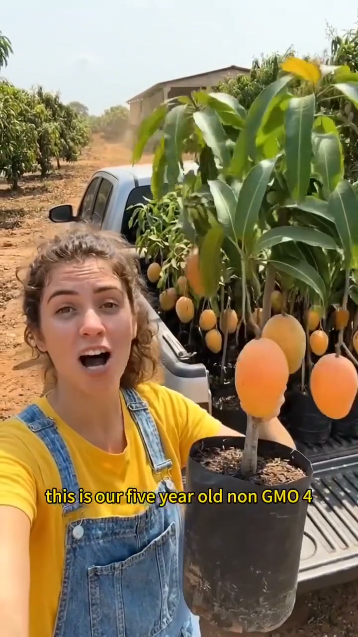 Sweet 'Golden Honey' Dwarf Mango Tree Seeds (Grow at Home)