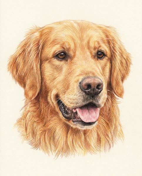 All your pets, in one portrait