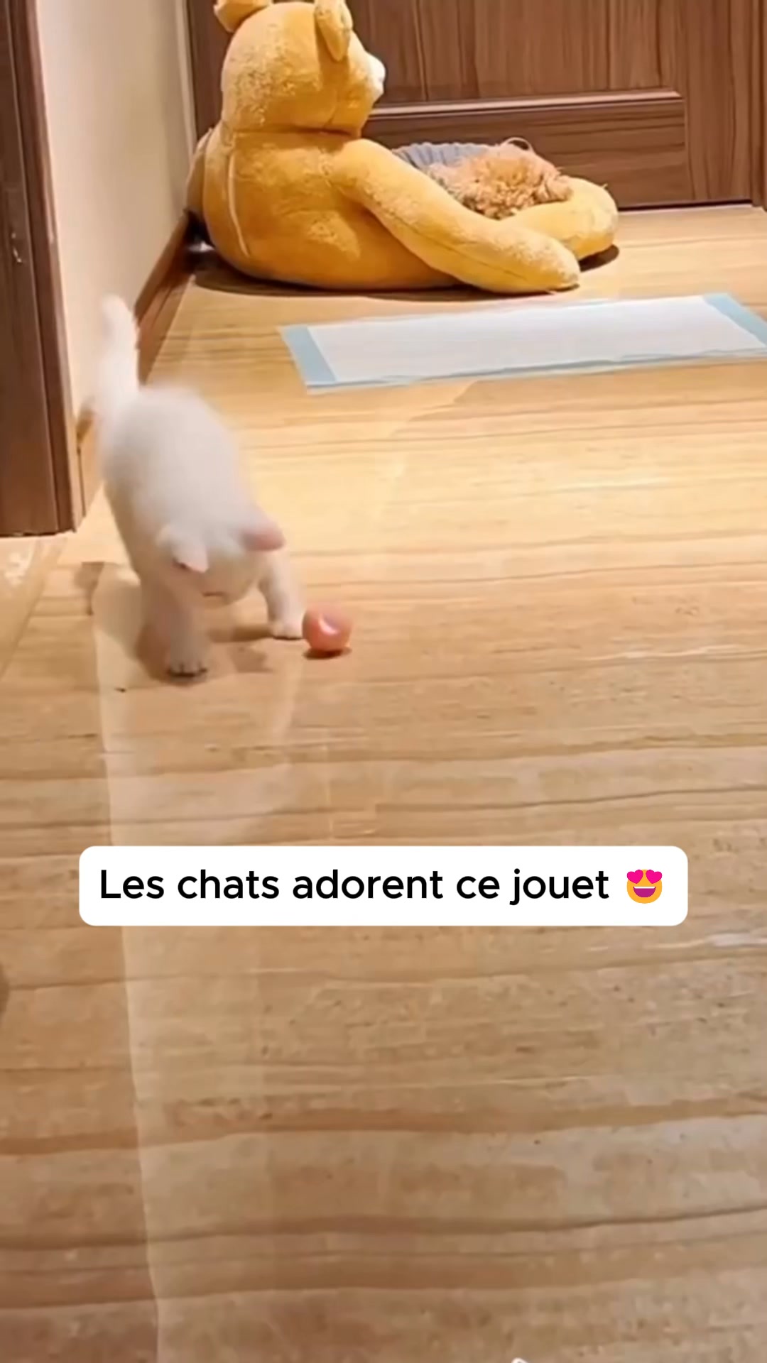 #1 Jouet pour chat