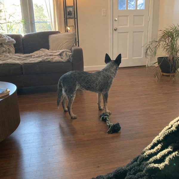 I added up every dog toy receipt. $412. He ignored all of them