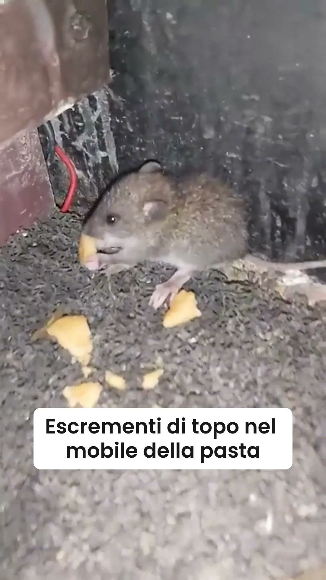 I topi non sono venuti per la pasta