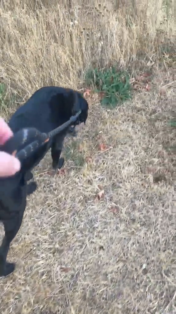 Figure of 8 Dog Lead