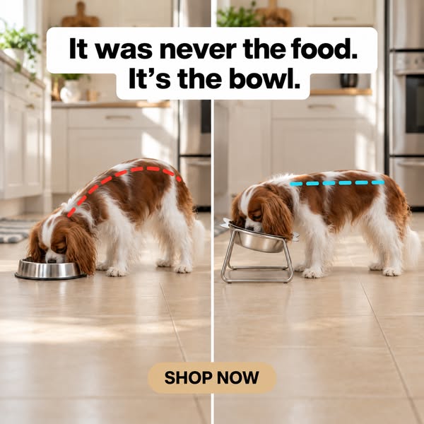 SteelPaw™ Raised Bowl