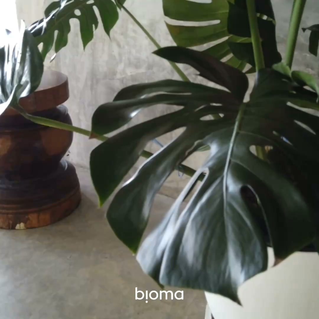 Plantas de Interior