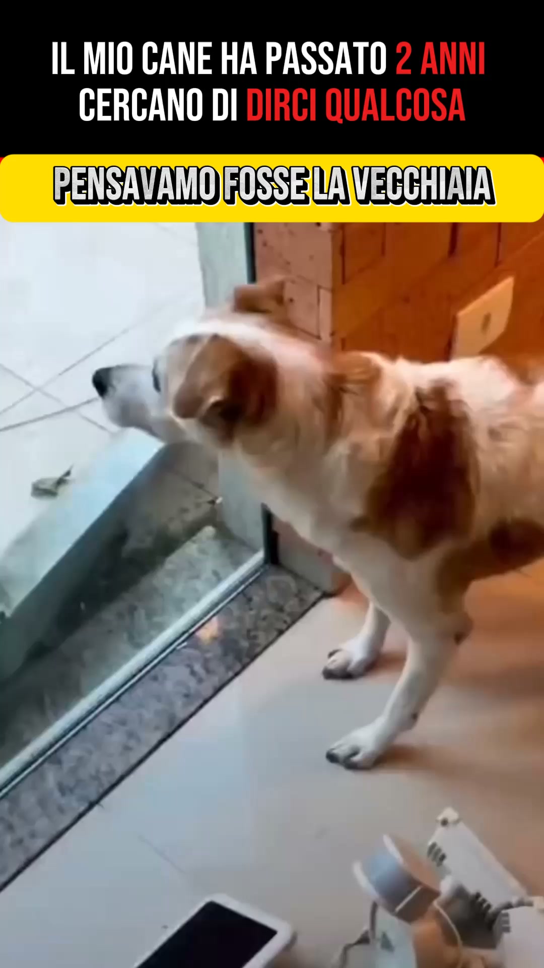 Guarda cosa fa l'assenzio all'intestino del tuo cane.