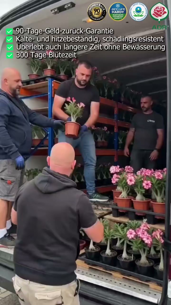 Wüstenrose‑Zwiebelblume｜Überlebt 3 Monate ohne Gießen