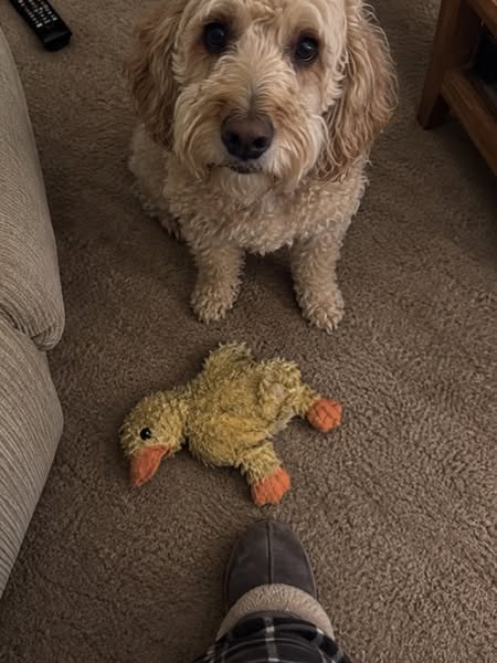 How To Fix Your Dog's Reactivity