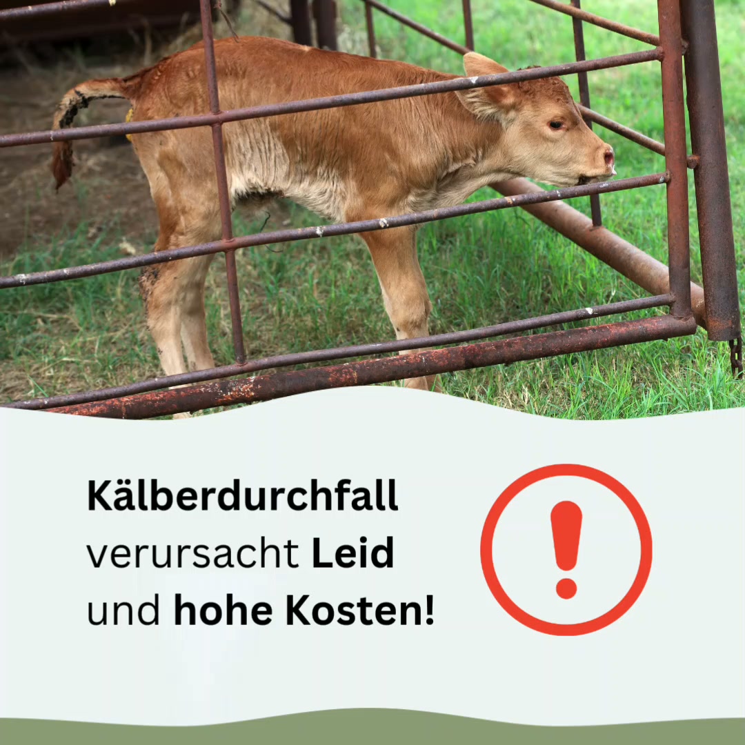 Kälberdurchfall kostet – jetzt vorbeugen