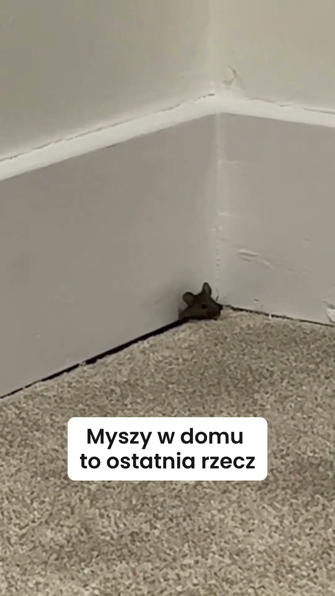 Wygląda jak lampka. Dla myszy to alarm