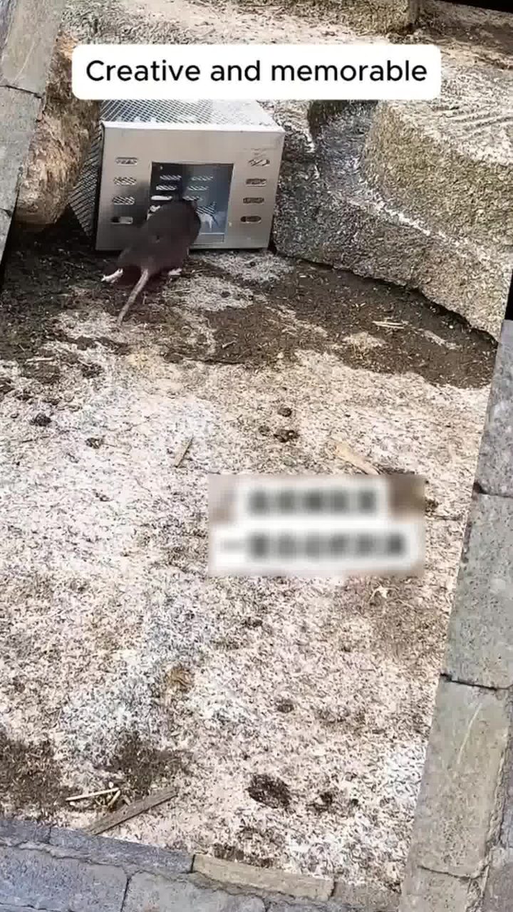 Humane Rat Trap Live Chipmunk Cage Trap