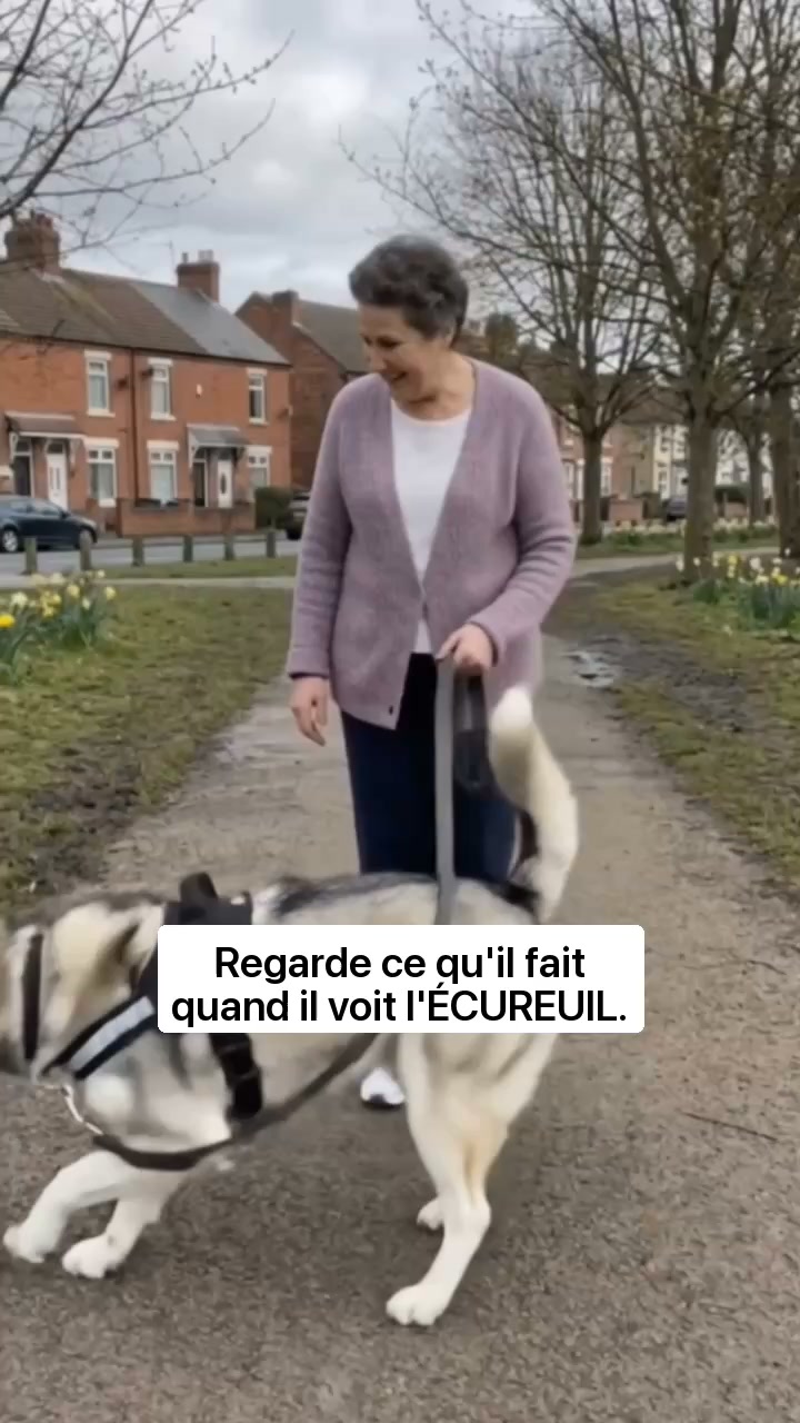 Le harnais anti-traction qui fait changer de direction à votre chien