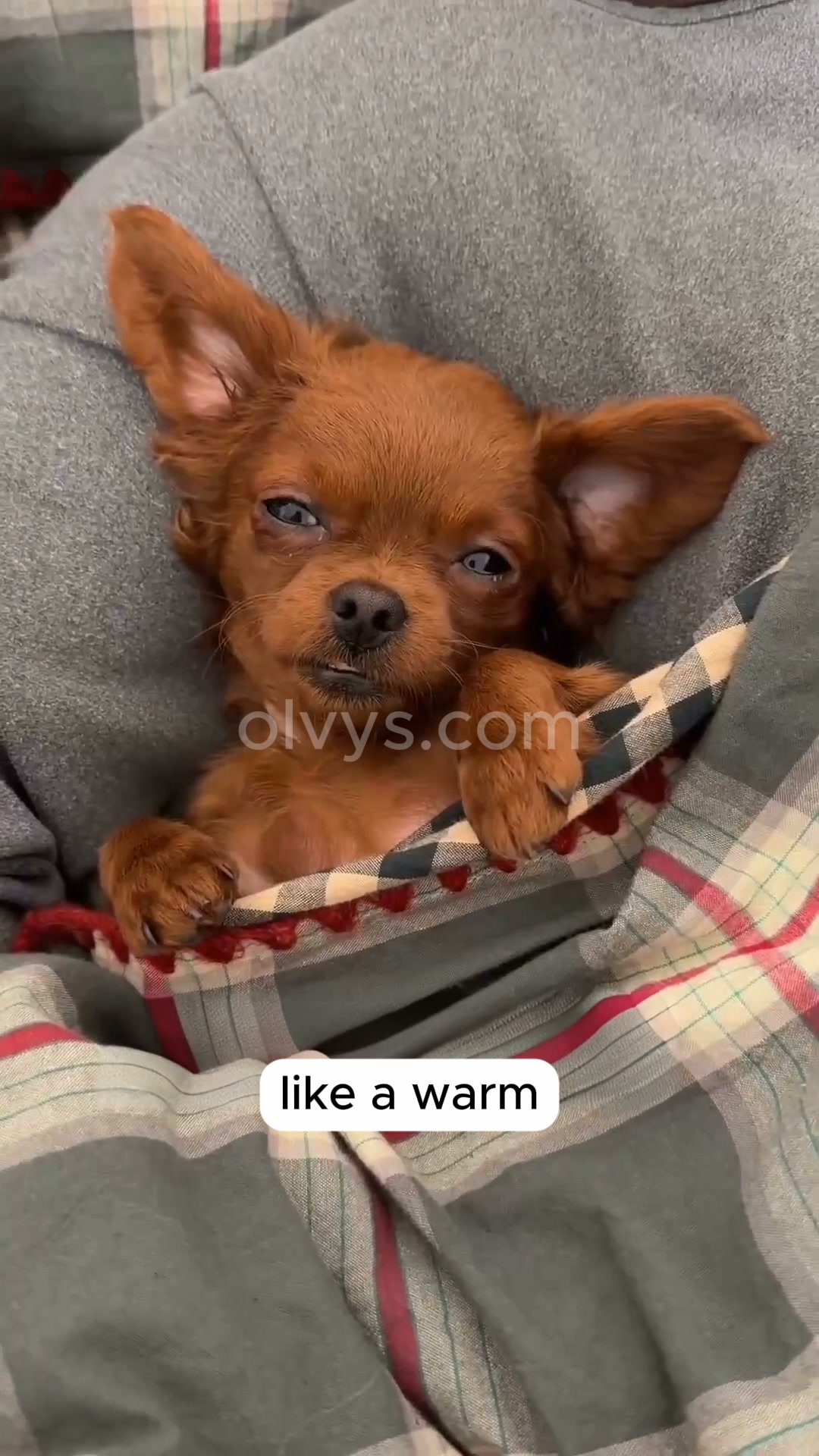 Help your pet rest better | Save 45%