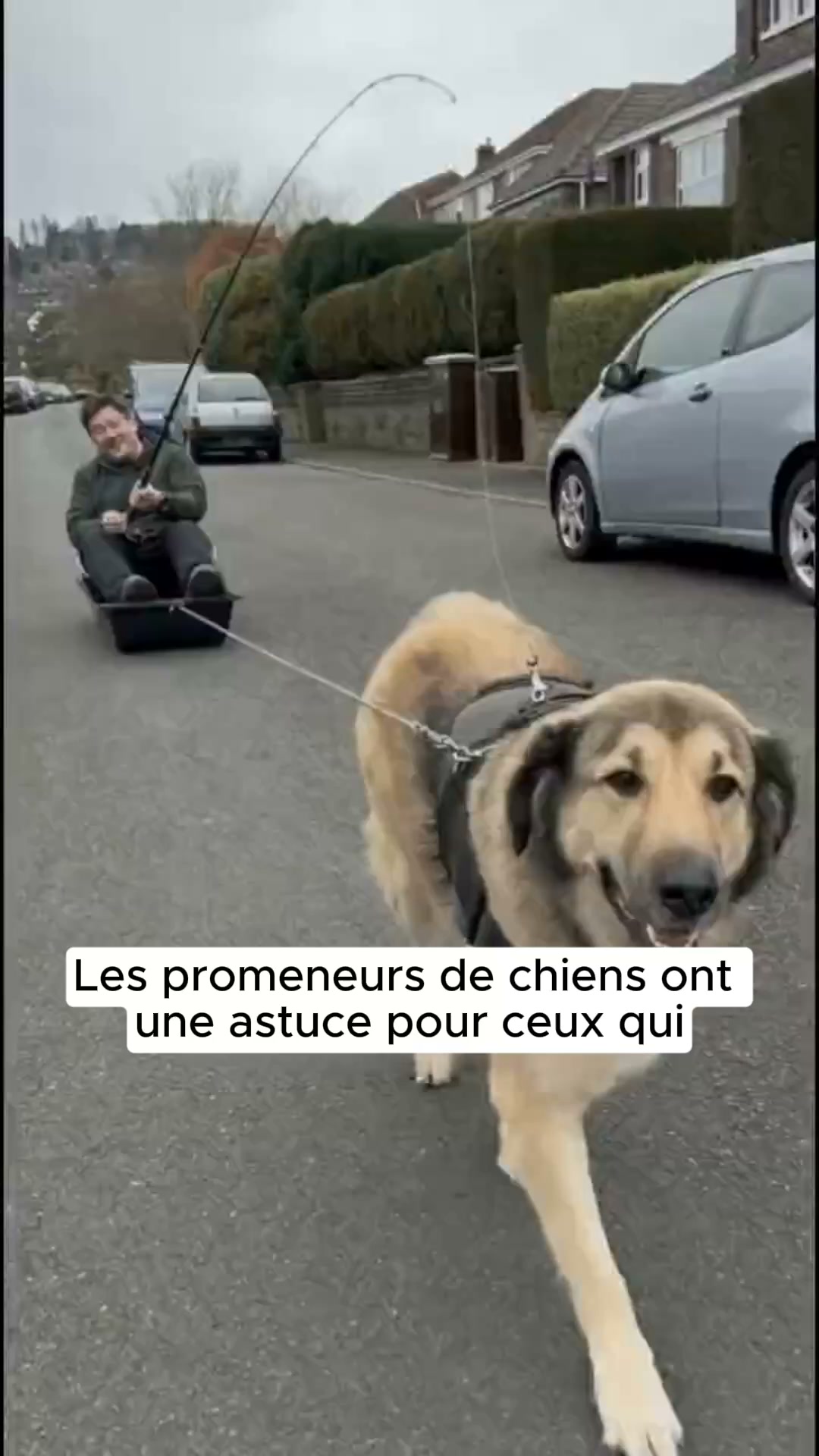 Le harnais anti-tirage qui redirige votre chien.