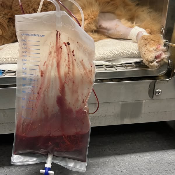 Stop watching your cat suffer