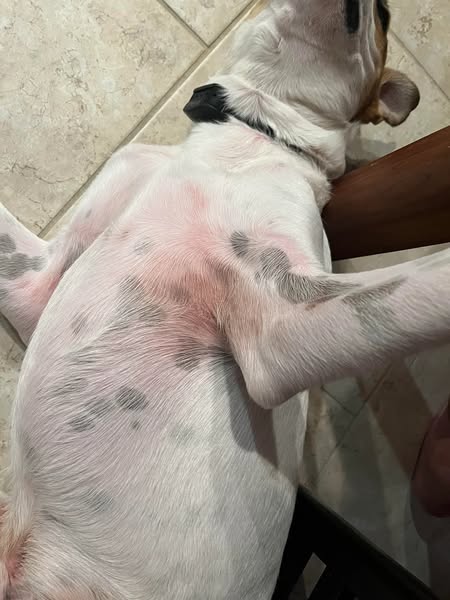 Read this if your dog wont stop scratching