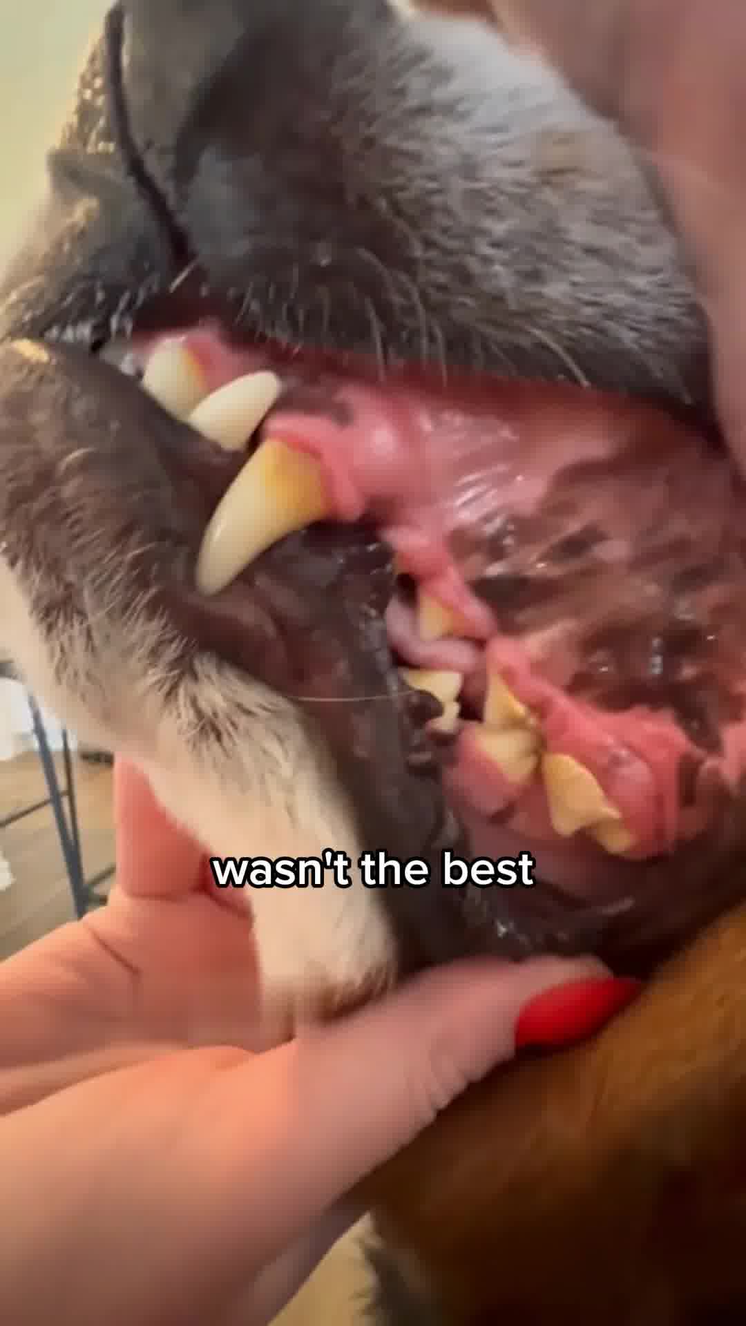 Clean your dog's teeth in 30 seconds without brushing