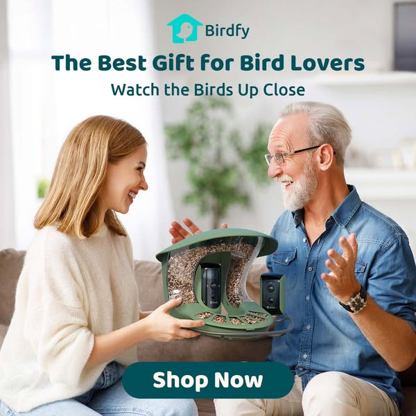Birdfy
