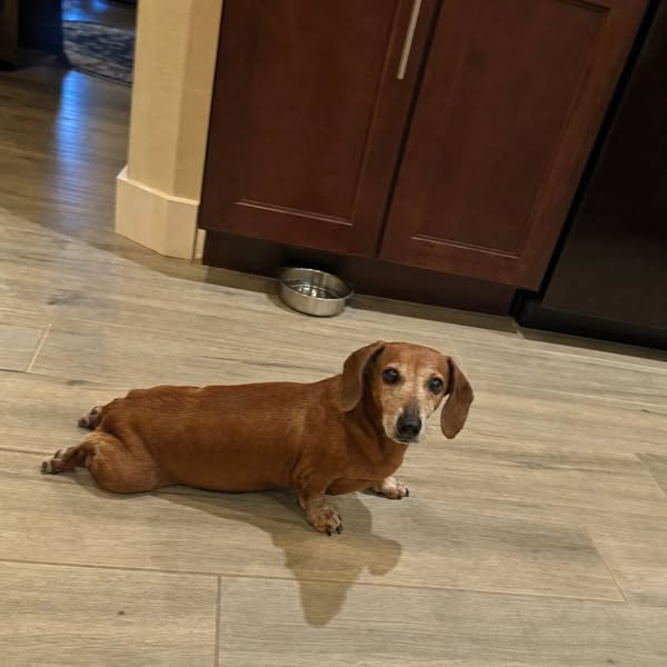 I don’t want to lose another pup