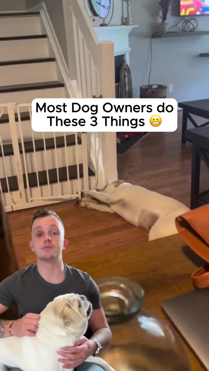 The #1 Interactive Toy for Dogs!
