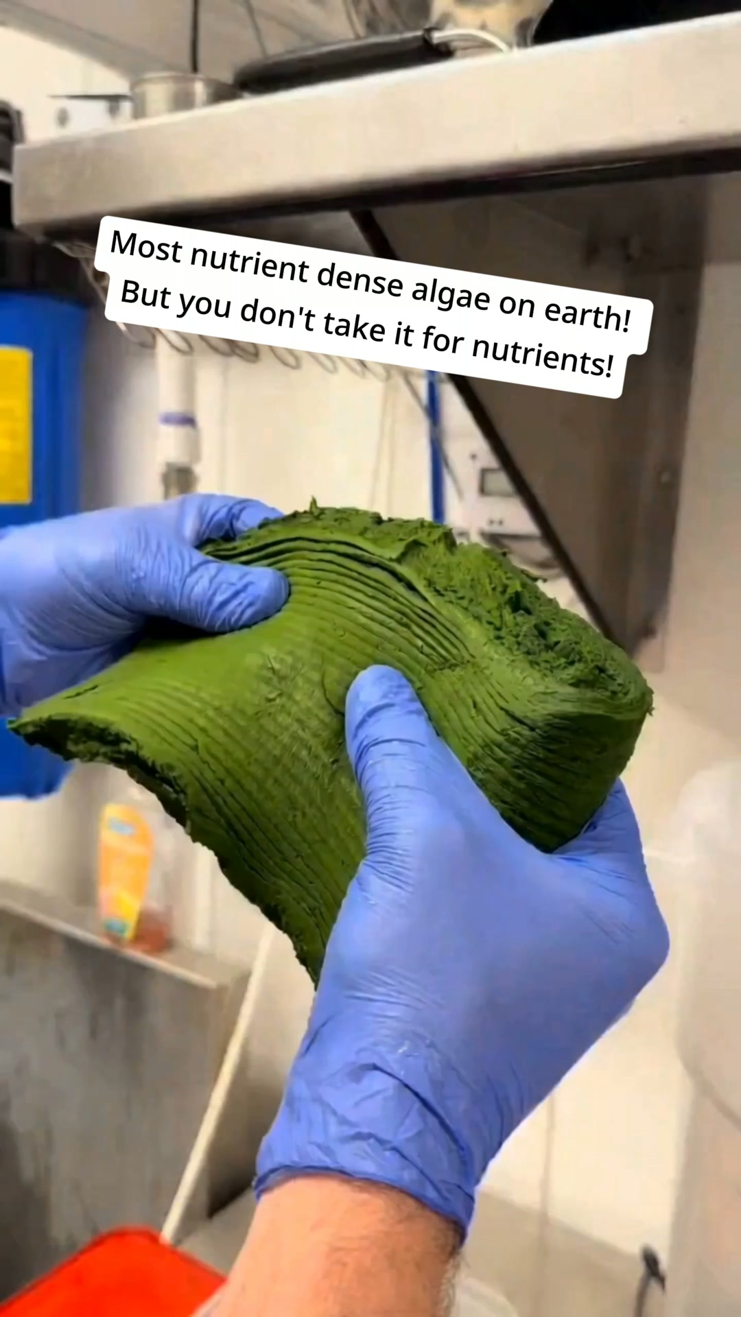 If you’re bloated and never heard of chlorella, you're behind.