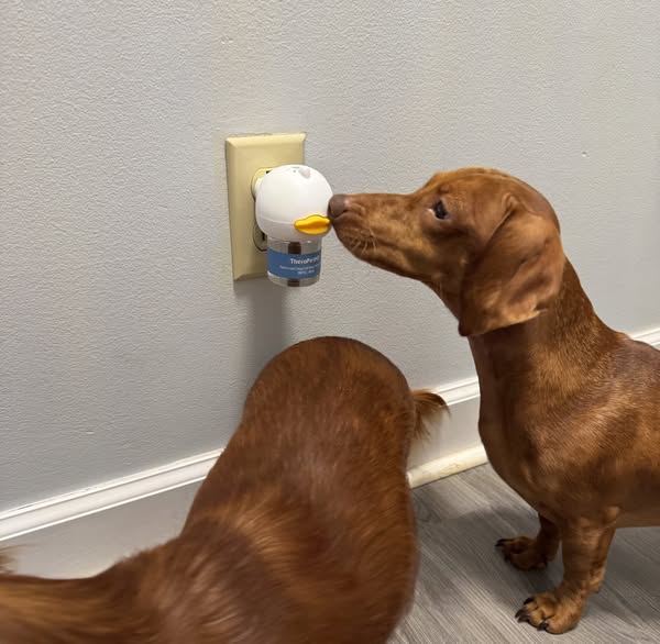 What Really Happens After You Plug in TheraPet…