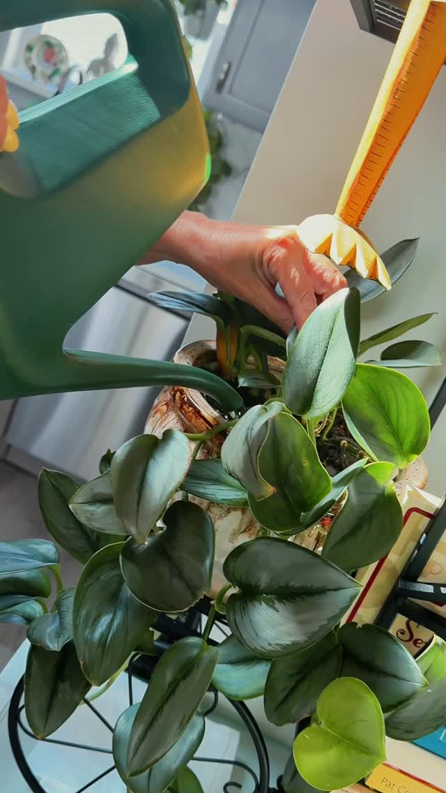 Anúncio de BloomaCare