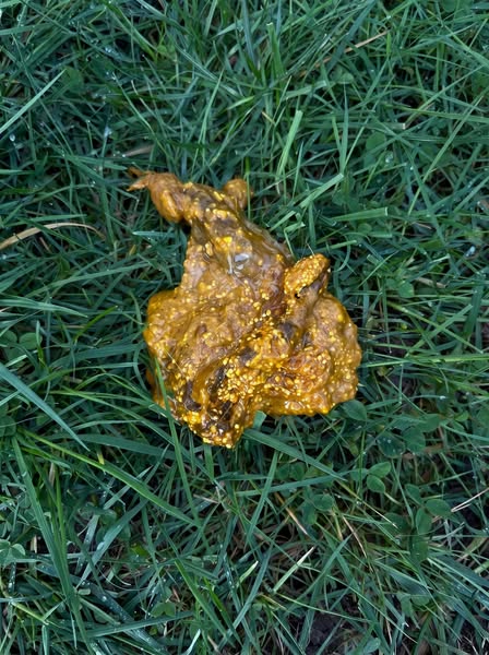 What Turned Up On Our Lawn