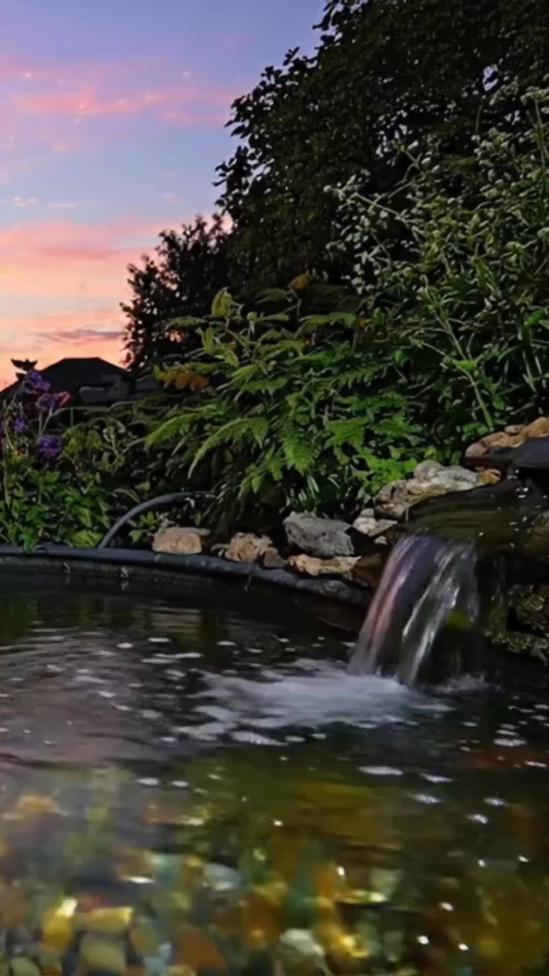 Your Pond. Day & Night