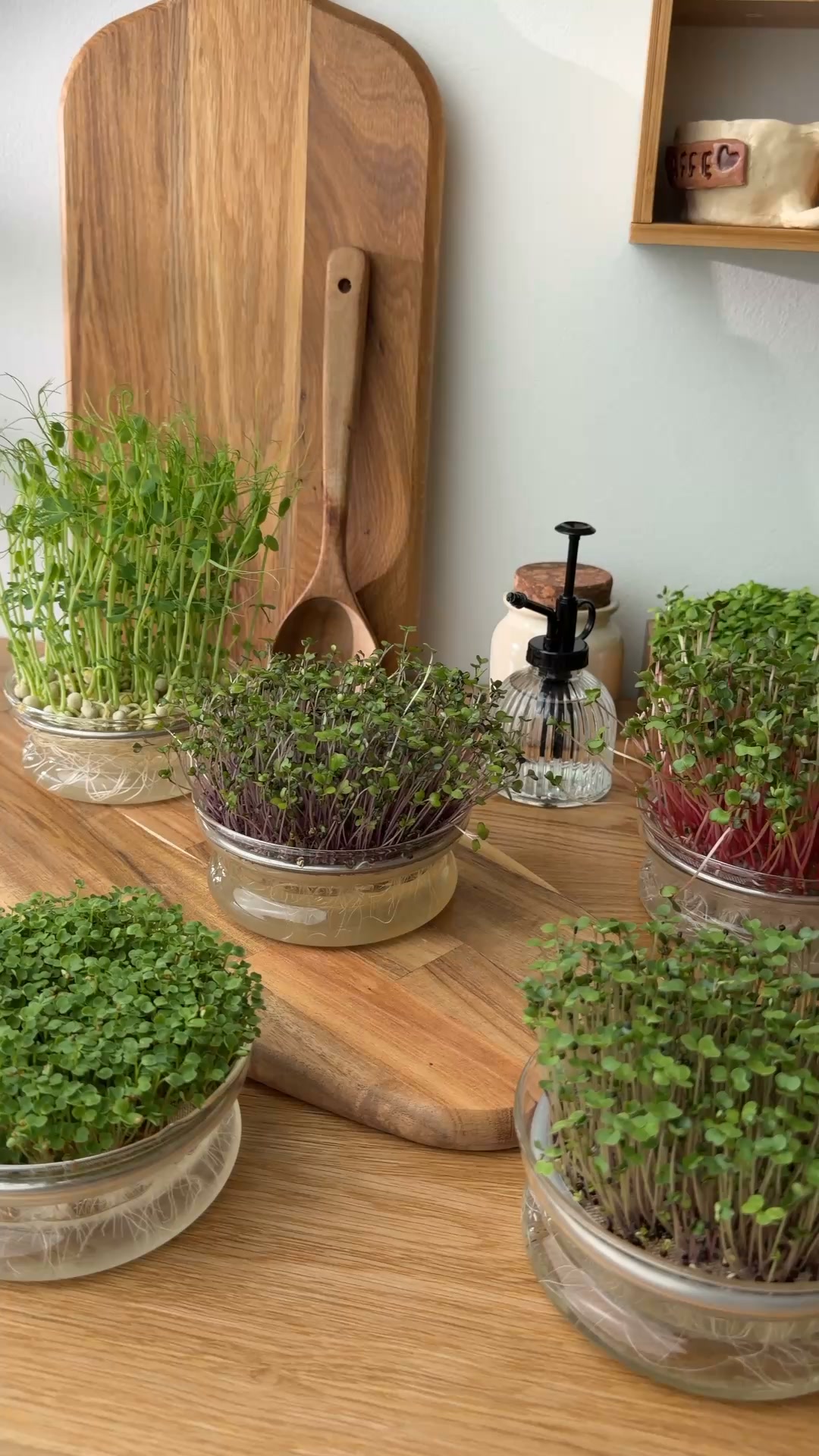 Microgreens-säsongen är igång!