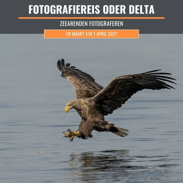 Dé plek in Europa om zeearenden te fotograferen