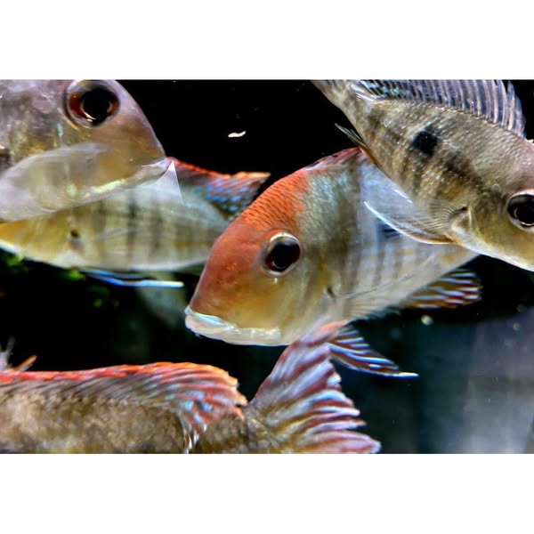 Rotkopf-Erdfresser - Geophagus pyrocephalus (Tapajos redhead) bei AQUA TECK