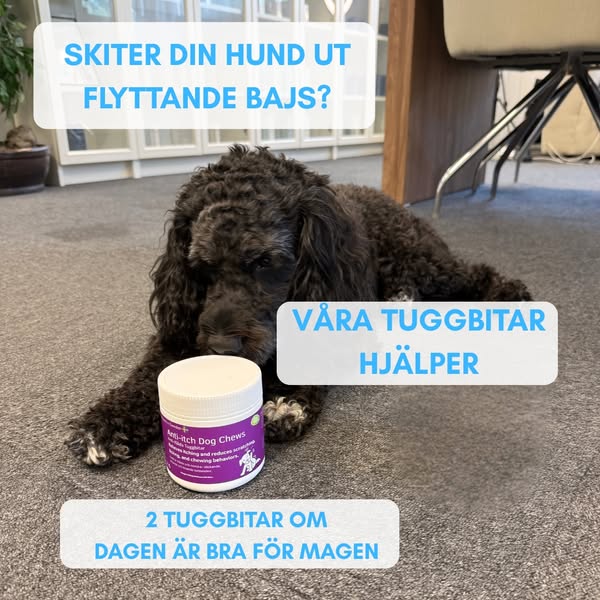 Stoppa din hunds klåda