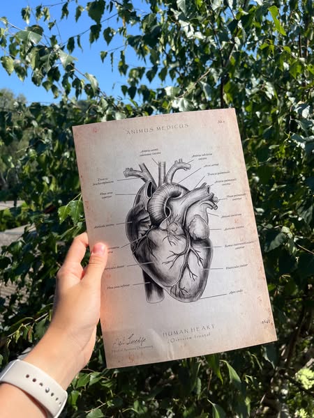 Die 7 meistbestellten Anatomie-Motive