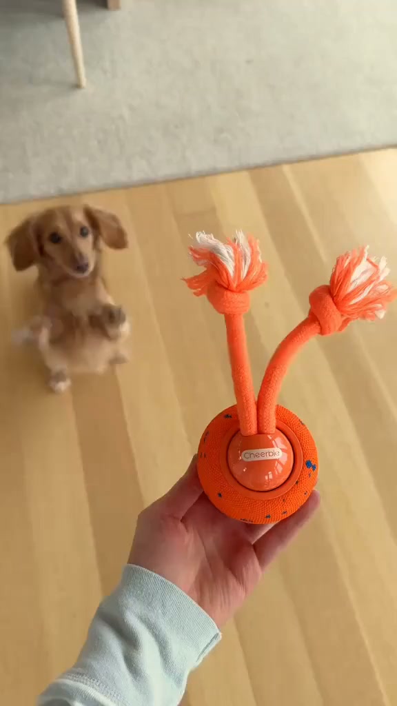 Het speeltje dat zélf met je hond speelt · Beschrijving: Vandaag 50% korting + gratis verzending
