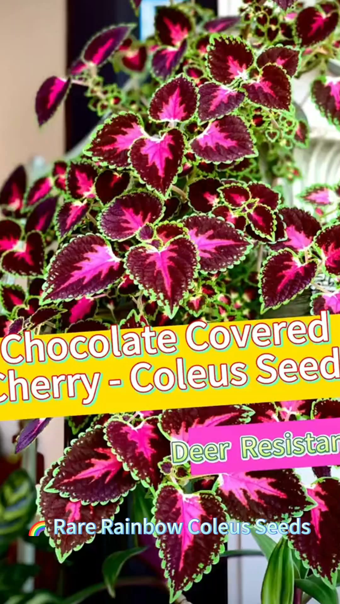 Grow Your Own Rainbow Coleus-Easy to Grow • Multiple Colors • Rainbow Mix