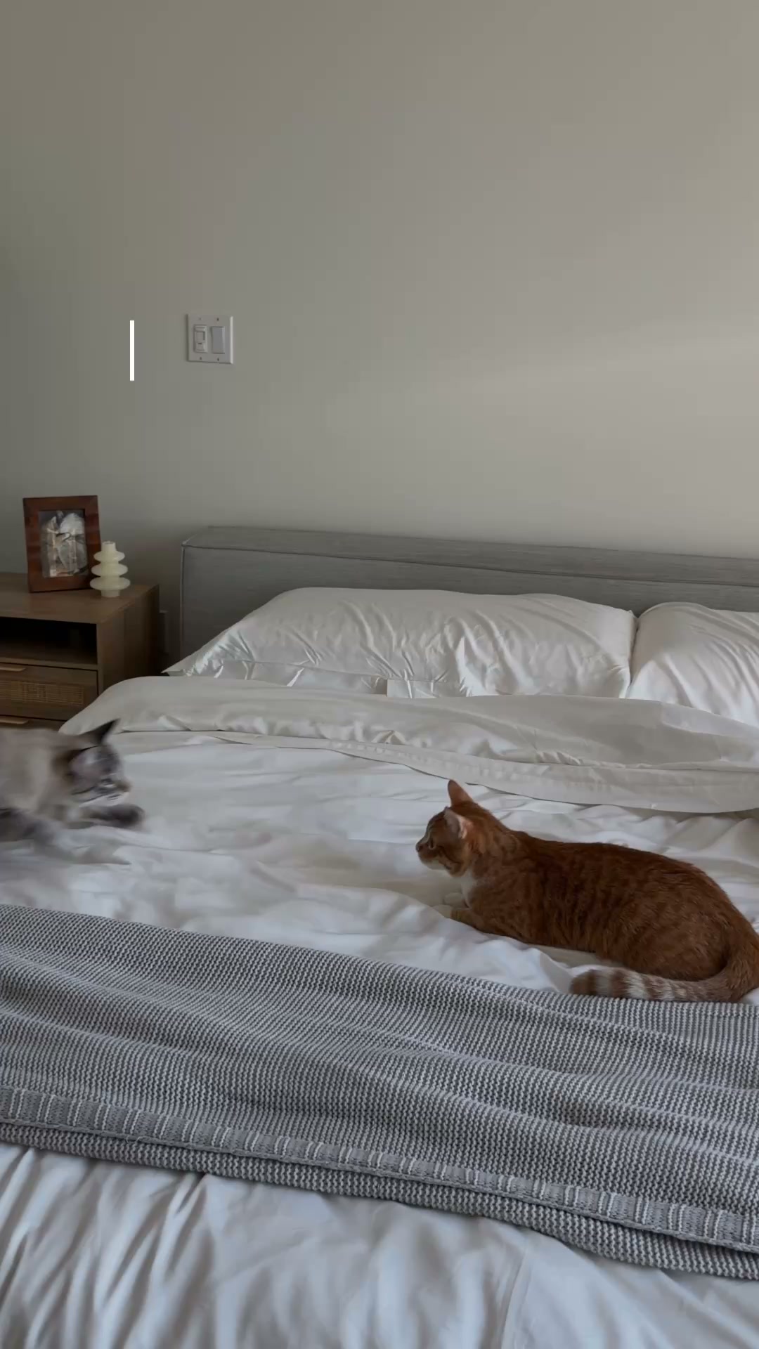 Wake Up Fur-Free