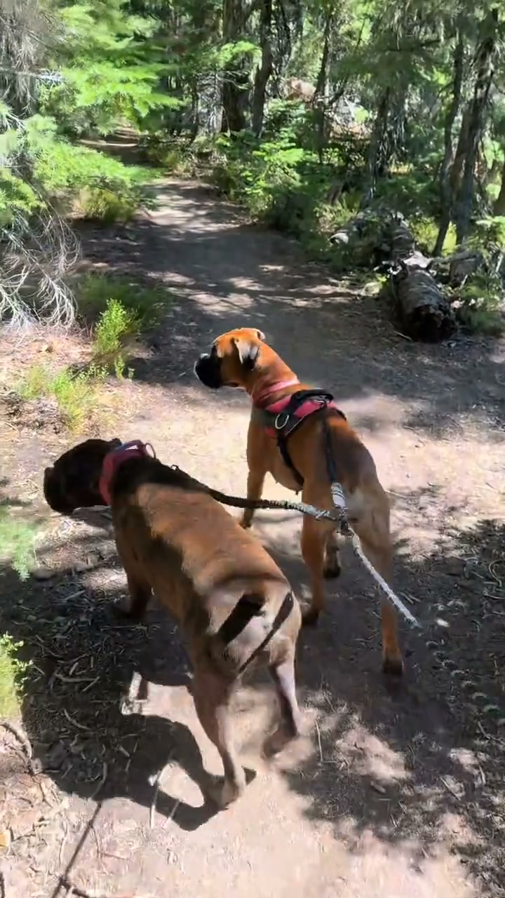 Dual Dog No Tangle Leash
