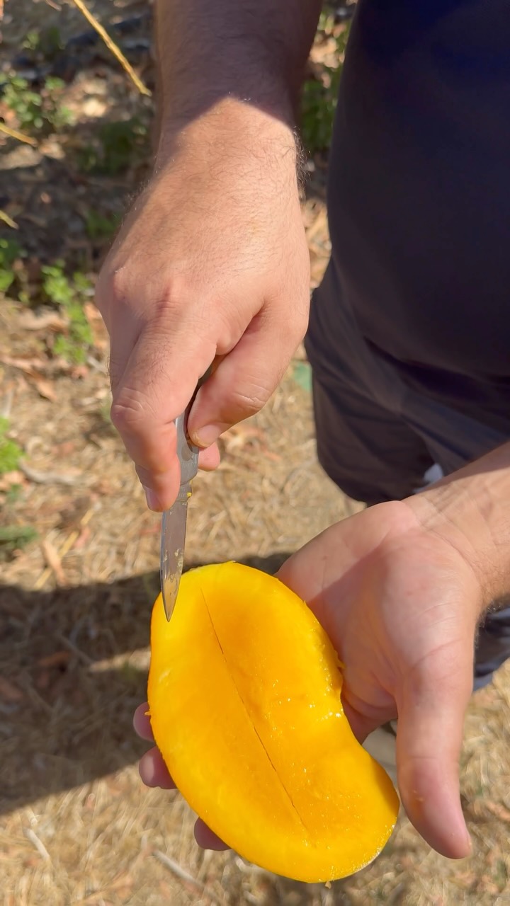 Mangos Extra dulces