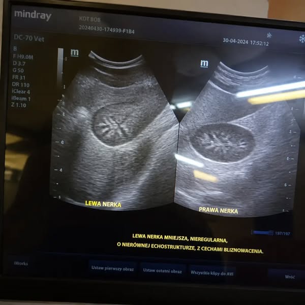 Przeczytaj jeśli szorujesz miskę swojego kota codziennie i myślisz, że jest czysta