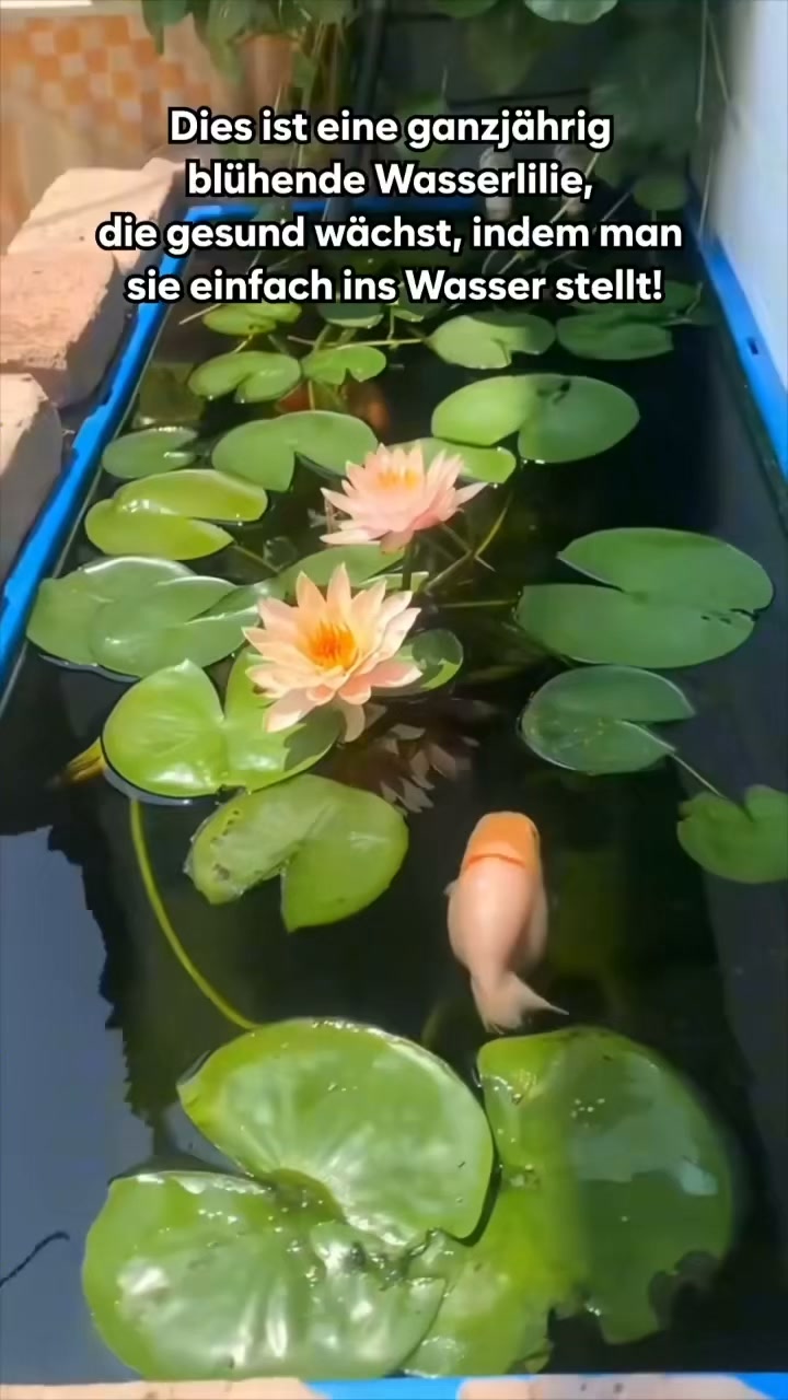 Die Mini-Seerose – Ihr lebendiger Glücksbringer und Luftreiniger