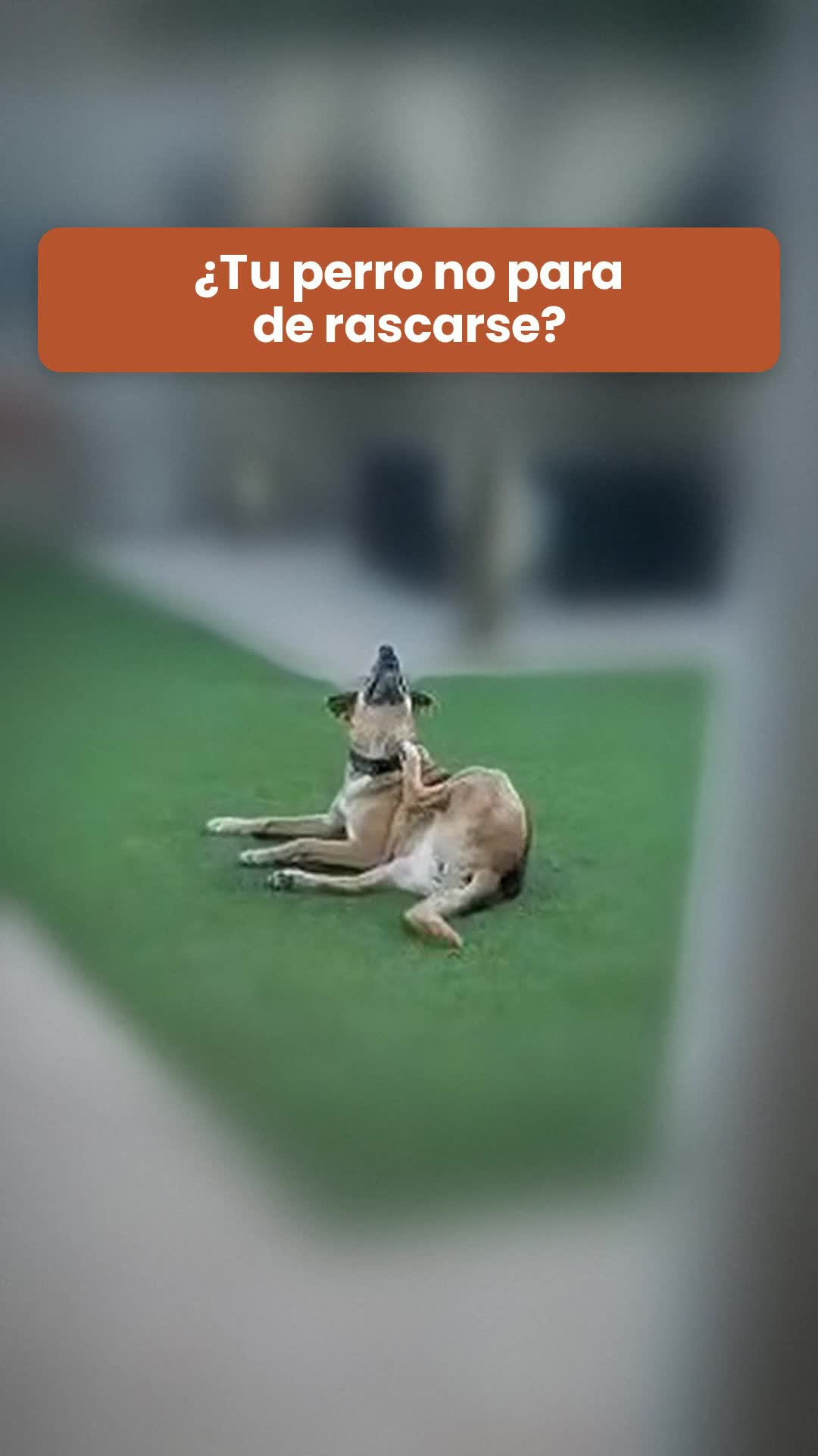 ¿No para de rascarse? Puede ser cosa de hongos